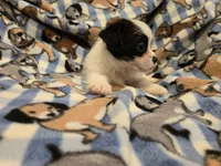 Maltese / Terrier, a male Maltese for sale in Buffalo, NY – 2 of 4