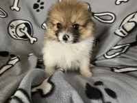 Pomeranian , a male Pomeranian for sale in Buffalo, NY – 2 of 5