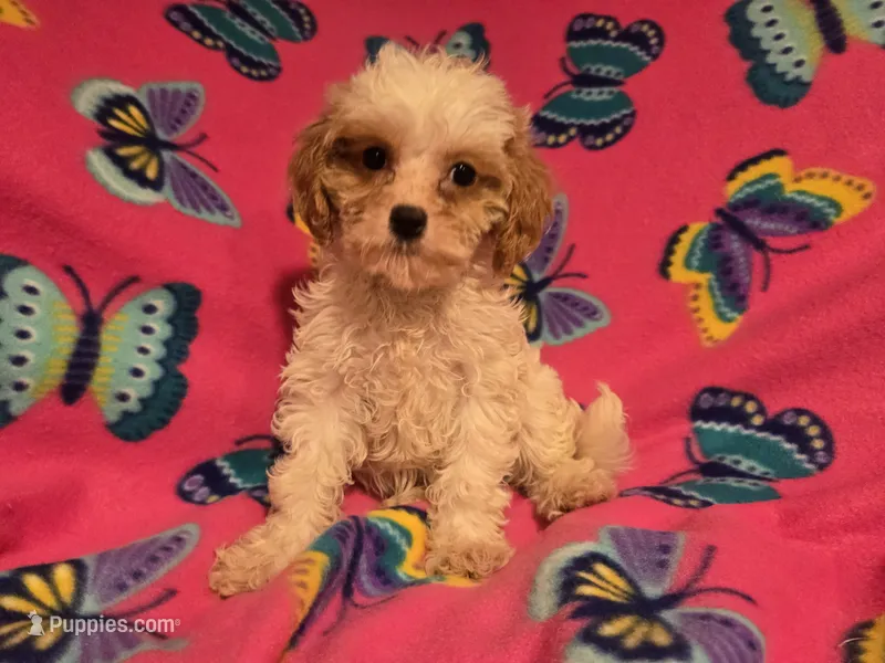 Cavapoo – Cavapoo puppy for sale in Buffalo, NY