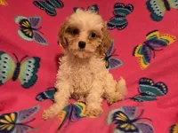 Cavapoo, a female Cavapoo for sale in Buffalo, NY – 1 of 3