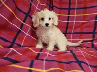 Cavachon, a female Cavachon for sale in Buffalo, NY – 4 of 4