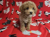 Cavapoo, a male Cavapoo and Poodle - Miniature  for sale in Buffalo, NY – 3 of 4