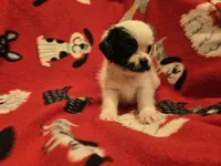 Maltese / Terrier, a male Maltese for sale in Buffalo, NY – 4 of 4