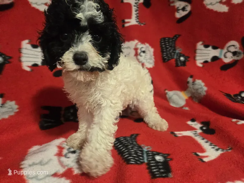 Cavapoo – Cavapoo puppy for sale in Buffalo, NY