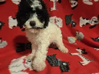 Cavapoo, a male Cavapoo for sale in Buffalo, NY – 1 of 4
