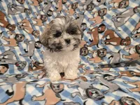 Shihtzu/Maltese , a male Maltese and Shih Tzu for sale in Buffalo, NY – 4 of 6