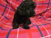 Cockapoo, a female Cockapoo for sale in Buffalo, NY – 4 of 6
