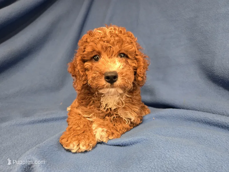 Cockapoo – Cockapoo puppy for sale in Buffalo, NY