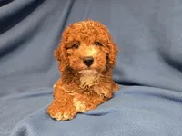 Cockapoo, a male Cockapoo for sale in Buffalo, NY – 1 of 4