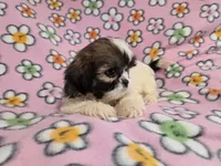 Shihtzu, a female Shih Tzu for sale in Buffalo, NY – 3 of 4