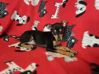 Mini Pinscher, a male Miniature Pinscher for sale in Buffalo, NY – 2 of 4