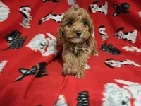 Cockapoo, a male Cockapoo for sale in Buffalo, NY – 2 of 4