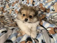 Pomeranian , a male Pomeranian for sale in Buffalo, NY – 3 of 5