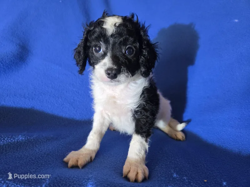 Cavapoo – Cavapoo puppy for sale in Buffalo, NY