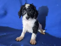 Cavapoo, a male Cavapoo for sale in Buffalo, NY – Photo 1 of 4