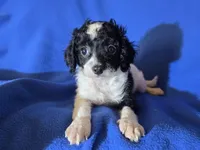 Cavapoo, a male Cavapoo for sale in Buffalo, NY – Photo 3 of 4