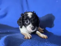 Cavapoo, a male Cavapoo for sale in Buffalo, NY – Photo 4 of 4