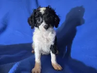 Cavapoo, a male Cavapoo for sale in Buffalo, NY – Photo 2 of 4