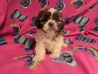 Shihtzu , a female Shih Tzu for sale in Buffalo, NY – 4 of 4