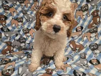 Cockapoo, a male Cockapoo for sale in Buffalo, NY – 2 of 4