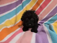 Yorkie poo, a female Yorkipoo for sale in Buffalo, NY – 3 of 4