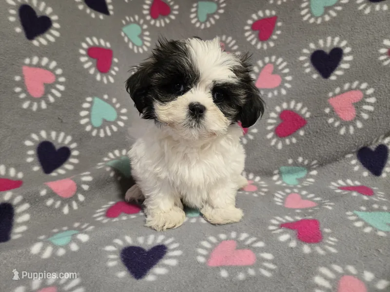 Shihtzu /Maltese , a female Maltese and Shih Tzu for sale in Buffalo, NY – 1 of 4