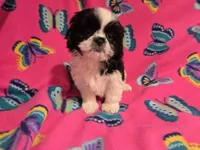 Shihtzu /Maltese mix, a female Maltese and Shih Tzu for sale in Buffalo, NY – 2 of 5