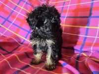 Cavapoo, a female Cavapoo for sale in Buffalo, NY – Photo 4 of 4