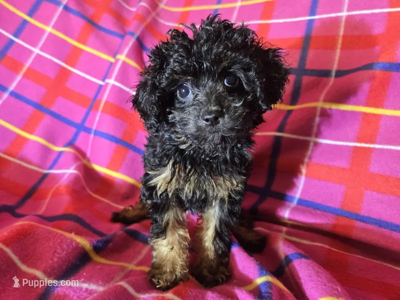 Cavapoo – Cavapoo puppy for sale in Buffalo, NY