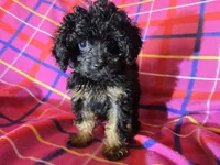Cavapoo, a female Cavapoo for sale in Buffalo, NY – Photo 3 of 4