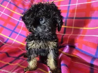 Cavapoo, a female Cavapoo for sale in Buffalo, NY – Photo 2 of 4