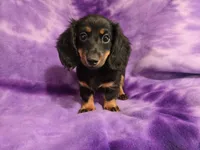 Mini Dachshund, a female Miniature Dachshund for sale in Buffalo, NY – 4 of 4