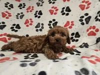 Cavapoo, a male Cavalier King Charles Spaniel and Poodle - Miniature  for sale in Buffalo, NY – 4 of 4