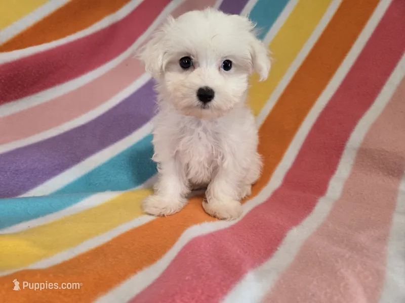 Maltese  – Maltese puppy for sale in Buffalo, NY