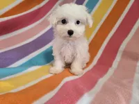 Maltese , a female Maltese for sale in Buffalo, NY – 1 of 4