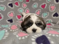 Shihtzu /Maltese mix , a female Maltese and Shih Tzu for sale in Buffalo, NY – 2 of 5