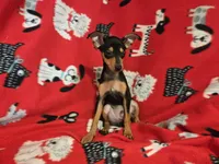 Mini Pinscher, a male Miniature Pinscher for sale in Buffalo, NY – 4 of 4