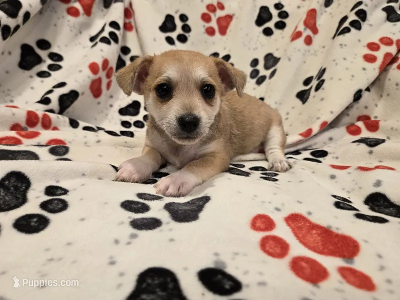Chihuahua /Maltese – Chihuahua, Maltese puppy for sale in Buffalo, NY