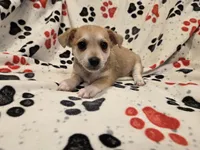 Chihuahua /Maltese, a male Chihuahua and Maltese for sale in Buffalo, NY – 1 of 4