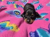 Mini Dachshund, a female Miniature Dachshund for sale in Buffalo, NY – 3 of 4