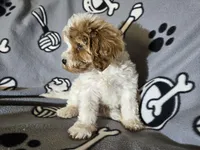Cavapoo, a male Cavapoo for sale in Buffalo, NY – Photo 5 of 5