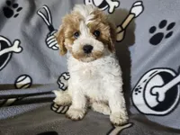 Cavapoo, a male Cavapoo for sale in Buffalo, NY – Photo 2 of 5