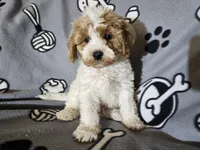 Cavapoo, a male Cavapoo for sale in Buffalo, NY – Photo 3 of 5