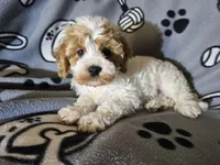 Cavapoo, a male Cavapoo for sale in Buffalo, NY – Photo 4 of 5