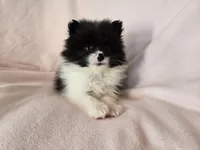 Pomeranian , a female Pomeranian for sale in Buffalo, NY – Photo 4 of 4