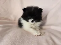 Pomeranian , a female Pomeranian for sale in Buffalo, NY – Photo 2 of 4