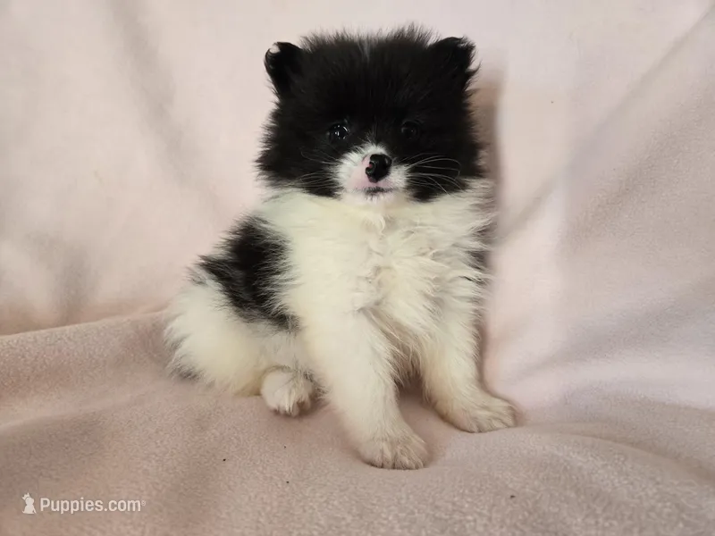 Pomeranian  – Pomeranian puppy for sale in Buffalo, NY