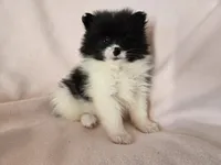 Pomeranian , a female Pomeranian for sale in Buffalo, NY – Photo 1 of 4