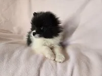 Pomeranian , a female Pomeranian for sale in Buffalo, NY – Photo 3 of 4