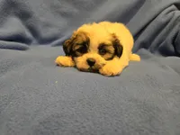 Maltese / Terrier, a male Maltese for sale in Buffalo, NY – 4 of 4
